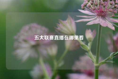 五大联赛直播在哪里看