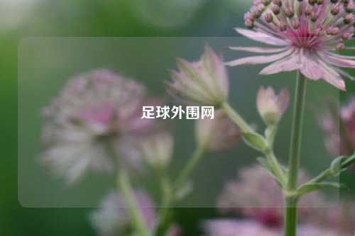 足球外围网